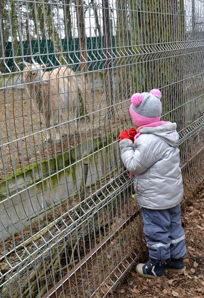 小さな女の子を見て、動物園で国内ヤギ — ストック写真