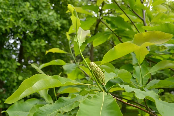 Ombrello di Magnolia (Magnolia tripetala L.), un frutto su un ramo — Foto Stock