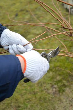 Berry bush secateurs kesme