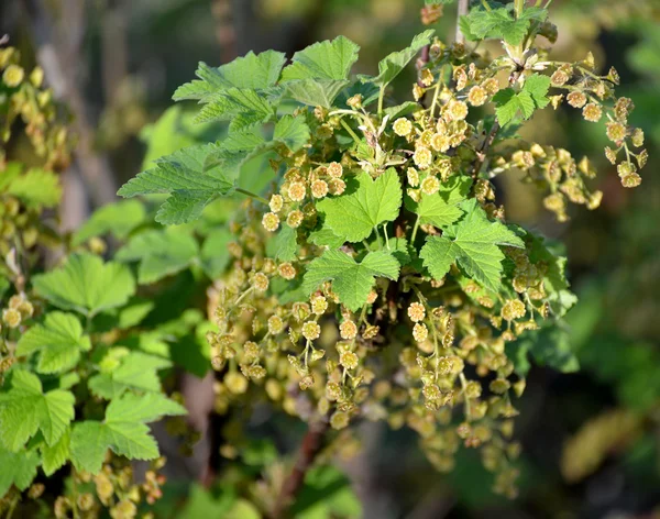 Bohaté kvetení červeného rybízu (Ribes rubrum L.) — Stock fotografie