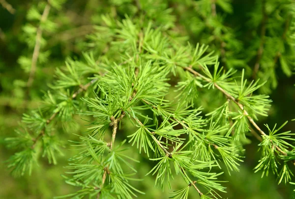 Ramas con agujas verdes jóvenes de un alerce europeo (Larix dec —  Fotos de Stock