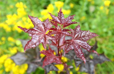 Akçaağaç acutifoliate 