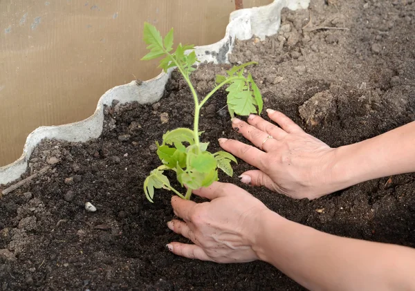 Las manos de la mujer ponen plántulas de tomate en tierra de invernadero —  Fotos de Stock