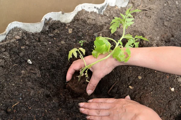 Hände der Frau legen Tomatensetzling in Gewächshauserde — Stockfoto