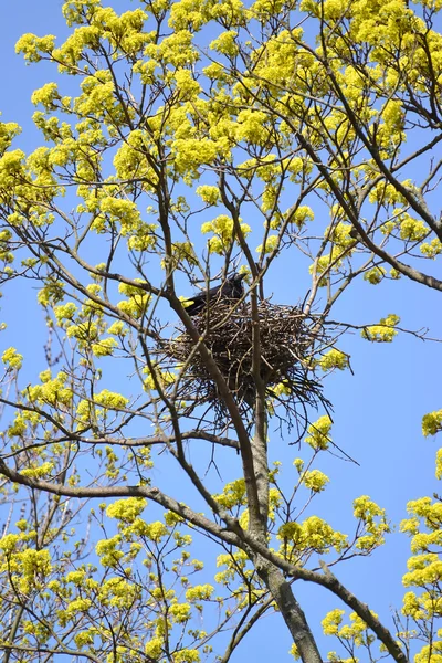 Spring. The rook costs in a nest on branches of the blossoming m — Stock Photo, Image