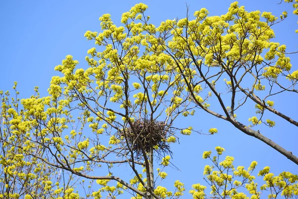 Primavera. Carrión canta un nido en las ramas del arce floreciente — Foto de Stock