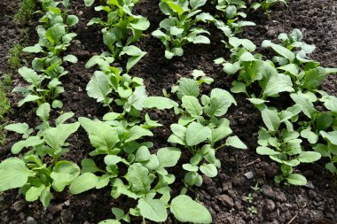 Turp bir yatağa vuruyor 