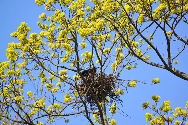 Spring. The rook costs in a nest on branches of the blossoming m — Stock Photo, Image