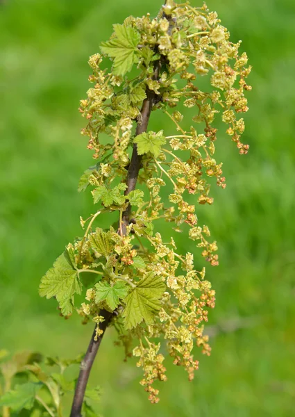 Zweig der blühenden roten Johannisbeere (ribes rubrum l.) — Stockfoto