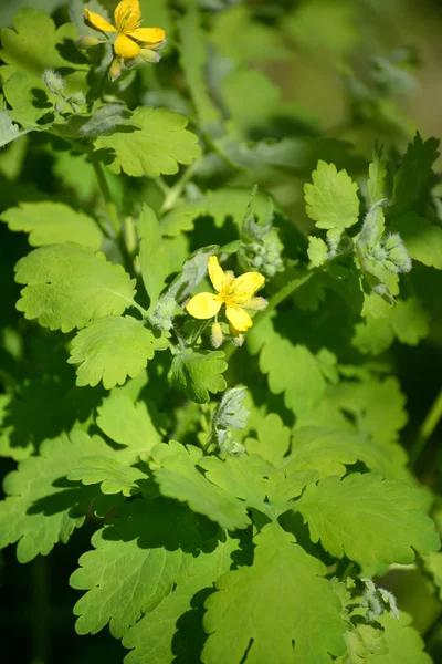 Kvetoucí Vlaštovičník (Chelidonium majus L.) — Stock fotografie
