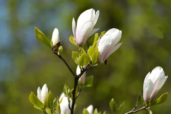 Den Blommande magnolia av Sulanzha (Magnolia soulangeana själ — Stockfoto