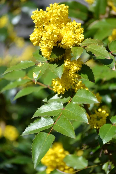 Zweig der blühenden Mahonien (Mahonia aquifolium (p — Stockfoto