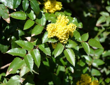 The blossoming trailing mahonia (Mahonia aquifolium (Pursh) of N clipart