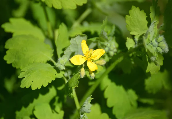 Kvetoucí Vlaštovičník (Chelidonium majus L.) — Stock fotografie