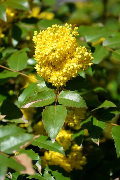 Zweig der blühenden Mahonien (Mahonia aquifolium (p — Stockfoto