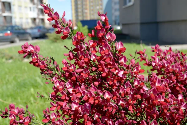 Der blühende Ginster koronal (prutyevidny) (cytisus scoparius (l) — Stockfoto