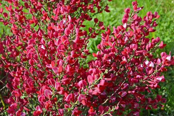 Την άνθηση broom στεφάνης του Στέμματος (Cytisus scoparius (L.) σύνδεση) — Φωτογραφία Αρχείου