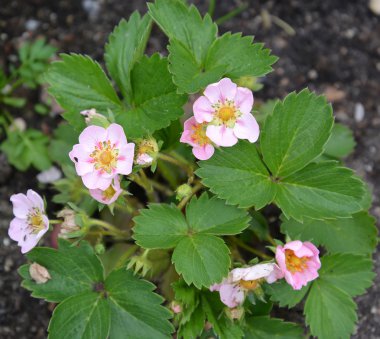Bush of the blossoming remontantny wild strawberry (Fragaria mos clipart