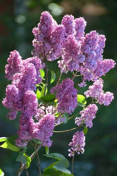 Le lilas en fleurs éclairé par le soleil sur un fond sombre — Photo