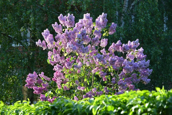 De bush van de bloeiende lila verlicht met de zon — Stockfoto