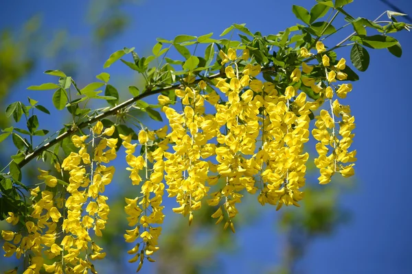 Rama de la lluvia floreciente de anagirovidny - "Ducha de oro " — Foto de Stock