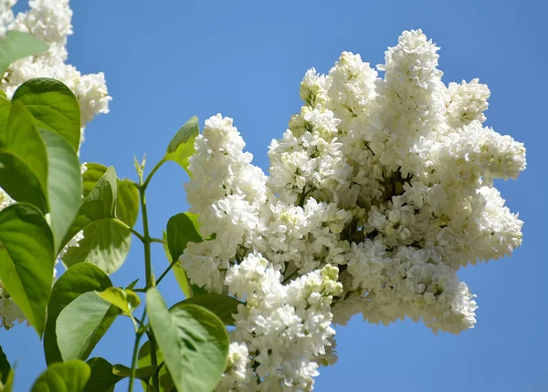 De witte bloei terry Lila (Syringa L.) tegen de hemel — Stockfoto