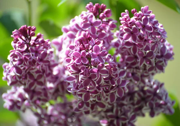 Branch of the blossoming lilac (Syringa L.), grade Sensation (Se — Stock Photo, Image