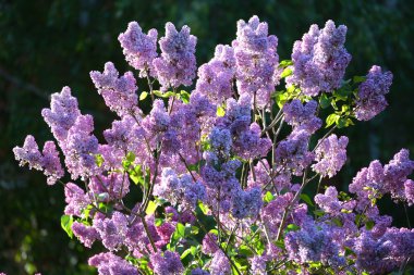The bush of the blossoming lilac lit with the sun clipart