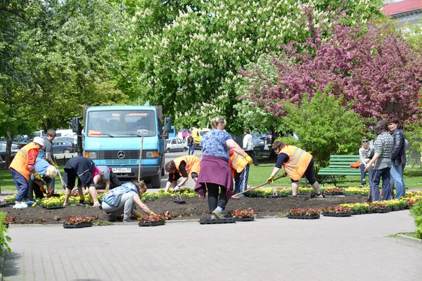 Kaliningrad, Ryssland - 16 maj 2015: Människor mark blomma plantor — Stockfoto