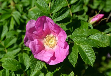 Buruşuk çiçek açması dogrose (buruşuk bir gül) (Rosa rugosa L