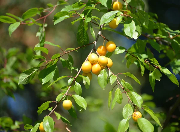 Branch with fruits of a yellow cherry plum (Prunus cerasifera) — Stock Photo, Image