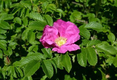 Buruşuk çiçek açması dogrose (buruşuk bir gül) (Rosa rugosa L