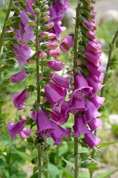 Den blommande lila fingerborgsblomma (Digitalis purpurea L.) — Stockfoto