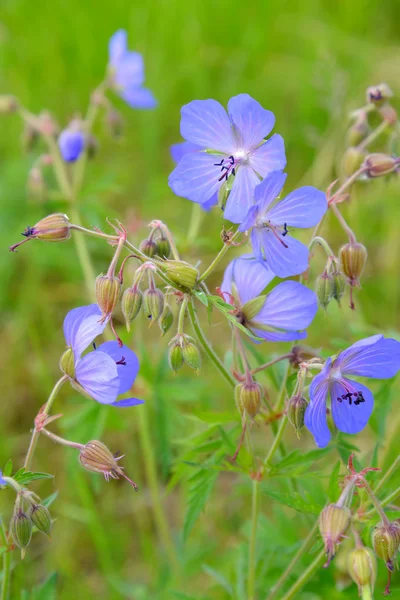 The blossoming geranium meadow (Geranium pratense L.) — Stock Photo, Image