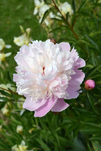 盛开的白粉色牡丹 (牡丹 l.) — 图库照片