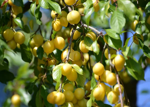 Dojrzałych żółty śliwka wiśnia (Prunus cerasifera) — Zdjęcie stockowe