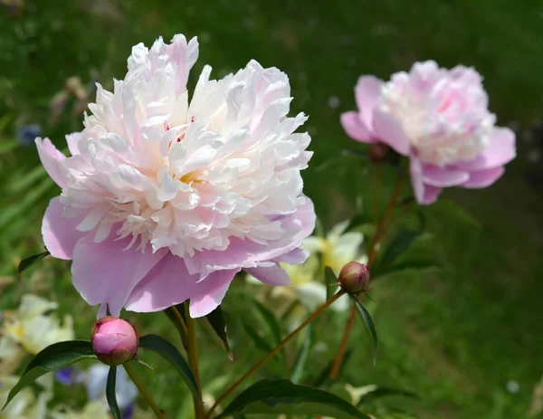 Kwitnąca piwonia biało różowy (Paeonia L.) — Zdjęcie stockowe