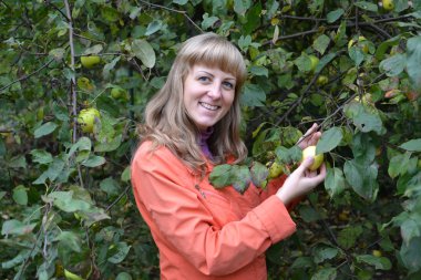 Genç neşeli kadın bir bahçede elma toplar