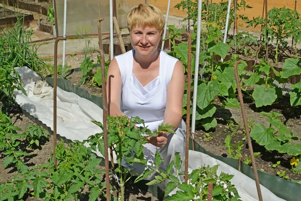 Die Frau des durchschnittlichen Alters reißt Stiefsöhne der Tomaten in einem k ab — Stockfoto