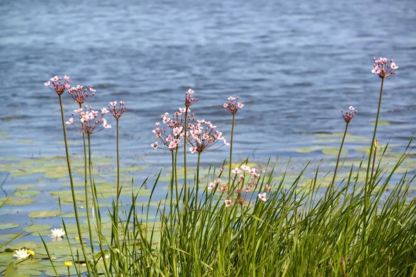 Ruée vers la floraison (Butomus umbellatus L.) autour de l'eau — Photo