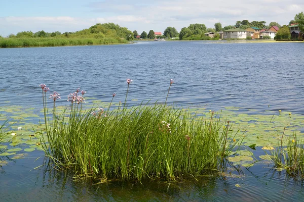 河的看法到 deym 与沿海植被。俄罗斯 — 图库照片
