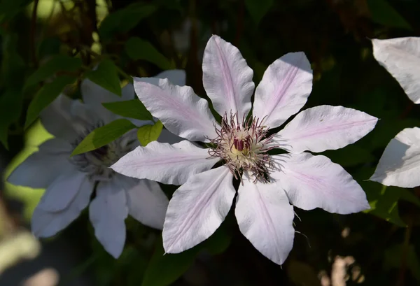 Blossoming white the clematis — Stock Photo, Image