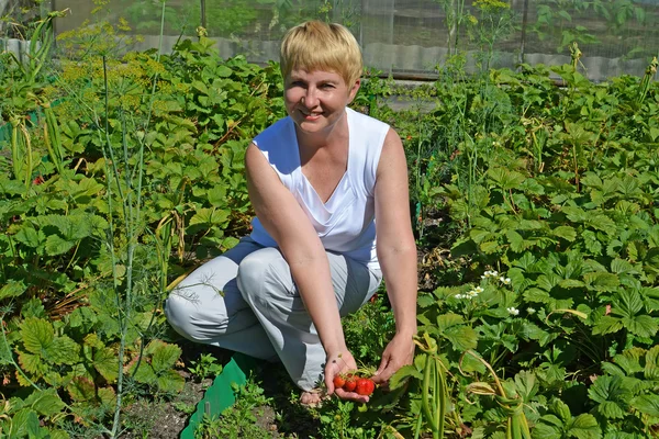 Die Frau der durchschnittlichen Jahre sammelt die Erdbeere vom Bett — Stockfoto