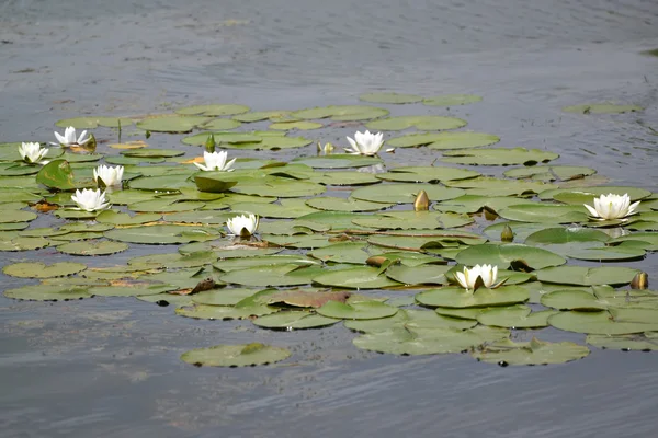 The blossoming water-lily white (Nymphaea alba L.) on a surface — Stock Photo, Image