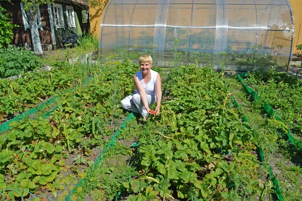 The woman of average years gathers strawberry from a bed — Stock Photo, Image