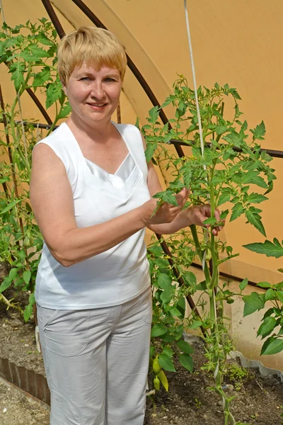 Žena průměrným rostliny rajčat ve skleníku, k Stock Obrázky