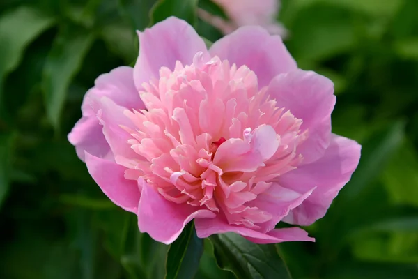 Den blommande rosa pion (Paeonia L.), närbild — Stockfoto