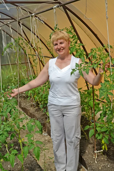 La femme des années moyennes montre des plantes de tomates dans la serre Photo De Stock