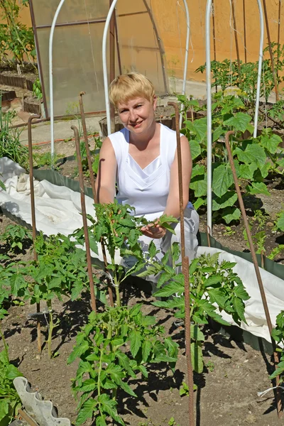 Женщина средних лет отрывает пасынков помидоров в к — стоковое фото