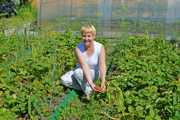 Die Frau der durchschnittlichen Jahre sammelt die Erdbeere vom Bett — Stockfoto